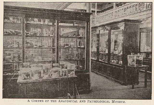 A corner of the Anatomical and Pathology Museum’ c. 1898